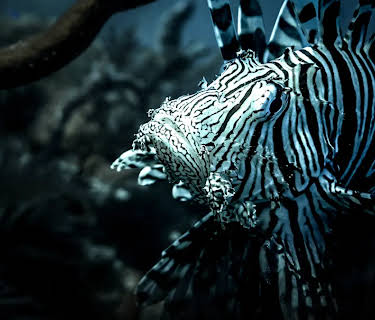 Lionfish (2023)