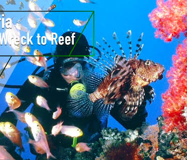 Umbria - From Wreck to Reef (2001)