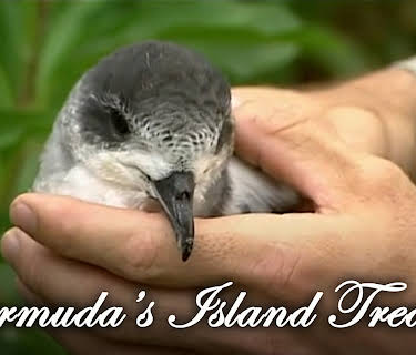 Bermuda's Island Treasure (2005)