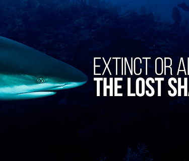 Extinct or Alive: The Lost Shark (2019)