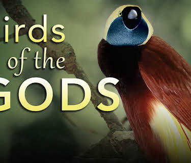 Birds of the Gods (1982)