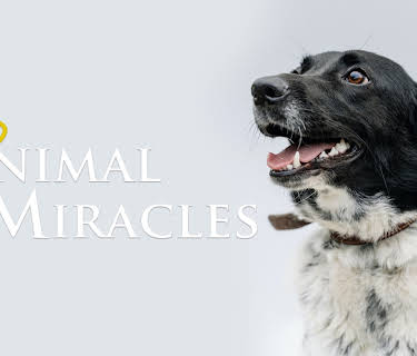 Animal Miracles