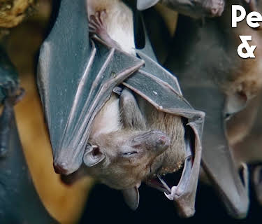 People & Bats (2020)