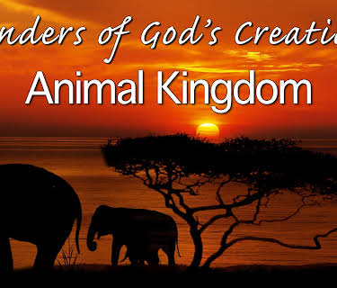 Wonders of God's Creations: Animal Kingdom