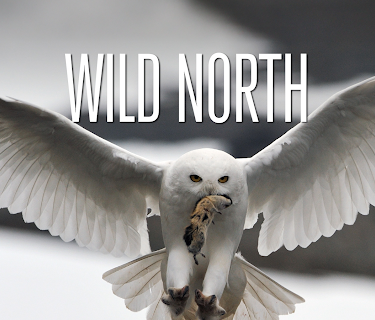 Wild North