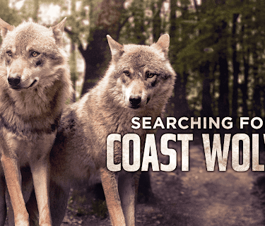 Searching For The Coast Wolves (2006)