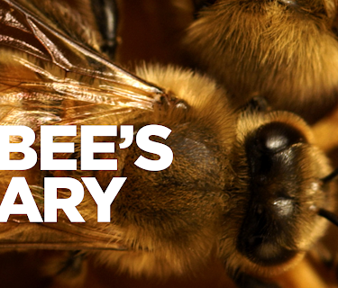 A Bee's Diary (2022)