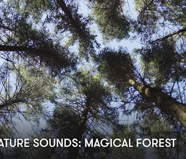 Zen Nature Sounds: Magical Forest (2023)