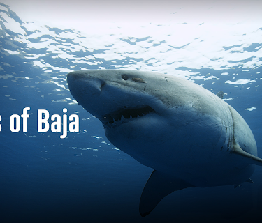 Kings of Baja (2014)