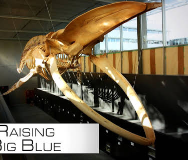 Raising Big Blue (2010)