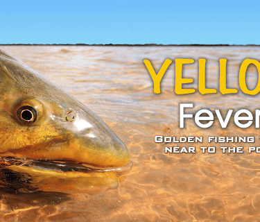 Yellow Fever - Golden "Dorado" Fly Fishing well near to the post (2015)