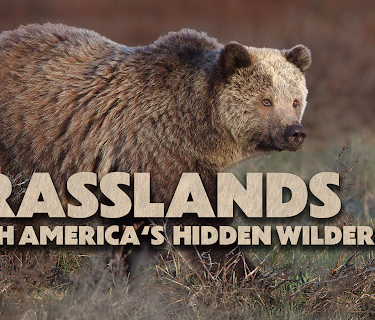 Grasslands: North America's Hidden Wilderness (2019)