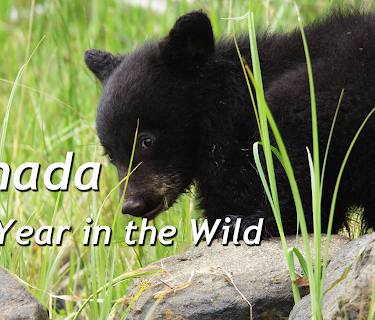 Canada: A Year In The Wild