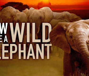 How to Be a Wild Elephant (2026)