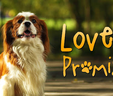 Loves Promise - Lily (2012)
