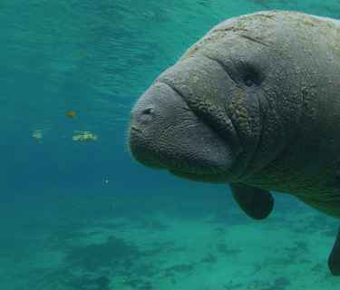 America's National Parks (Classic)