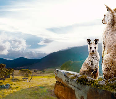 Kängurudalen (2022)