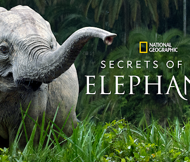 Secrets of the Elephants