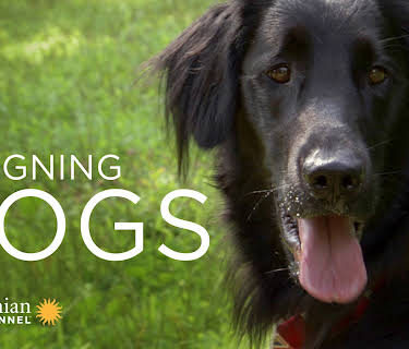 Designing Dogs (2009)