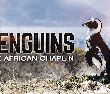 Penguins: The African Chaplin (2015)