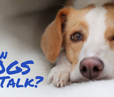 Can Dogs Talk? (2026)