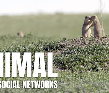 Animal Social Networks