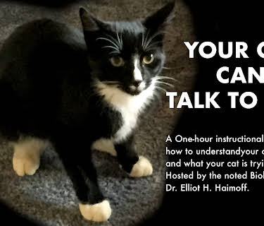Your cat can talk (2010)