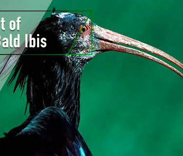 Flight of the Bald Ibis (2003)