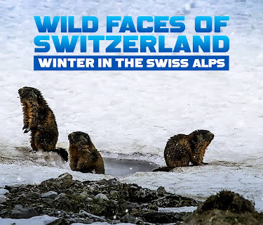Wild Faces Of Switzerland Winter In The Swiss Alps (2024)