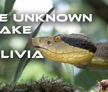 The Unknown Snake of Bolivia
