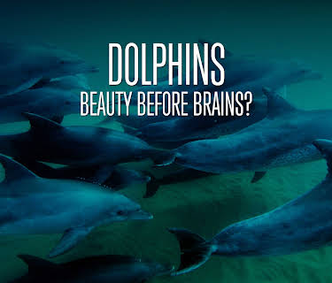 Dolphins: Beauty Before Brains? (2011)