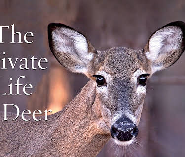 The Private Life of Deer (2013)