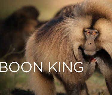 Baboon King (2017)