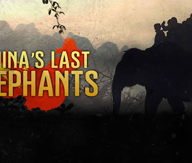 China's Last Elephants (2009)