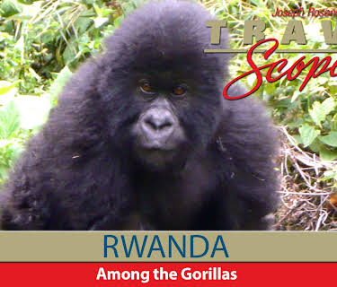 Rwanda - Among the Gorillas