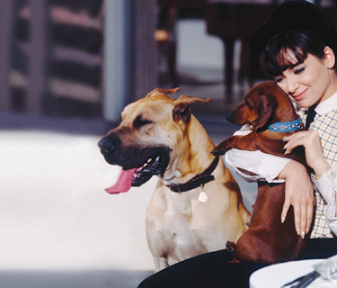 Vilket hundliv (1966)