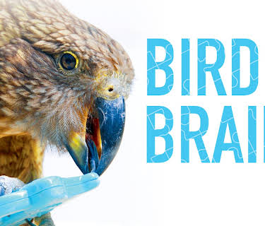 Bird Brain (1974)
