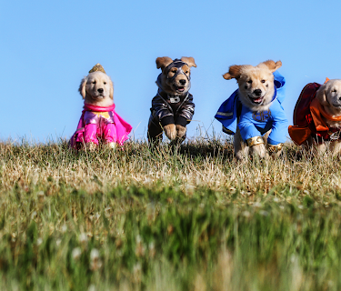 Super Buddies (2013)