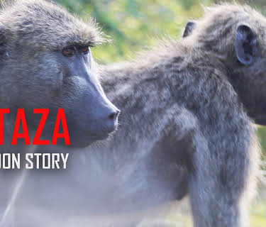 Kataza a Baboon Story (2022)
