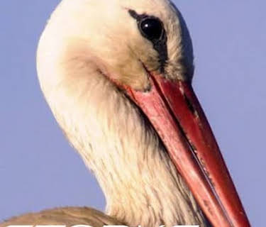 Storks: A Village Rooftop Saga (2015)