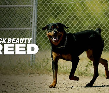Black Beauty Breed (2015)
