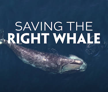 Saving the Right Whale (2023)