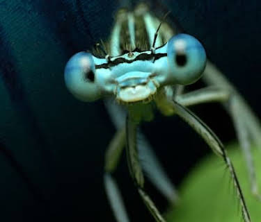 Planeta insecto