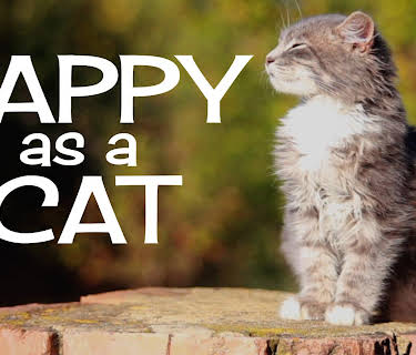 Happy as a Cat (2023)