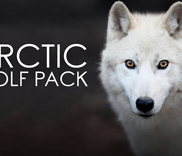 Arctic Wolf Pack (1982)