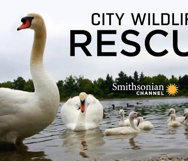 City Wildlife Rescue