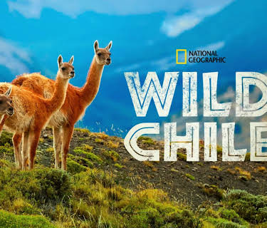 Wild Chile