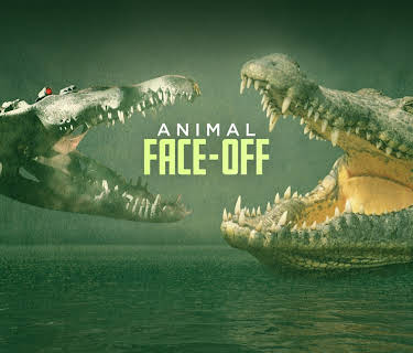 Animal Face-Off
