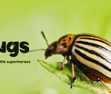 Bugs: Nature's Little Superheroes (2017)