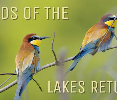 Birds of the Lakes Return (2018)